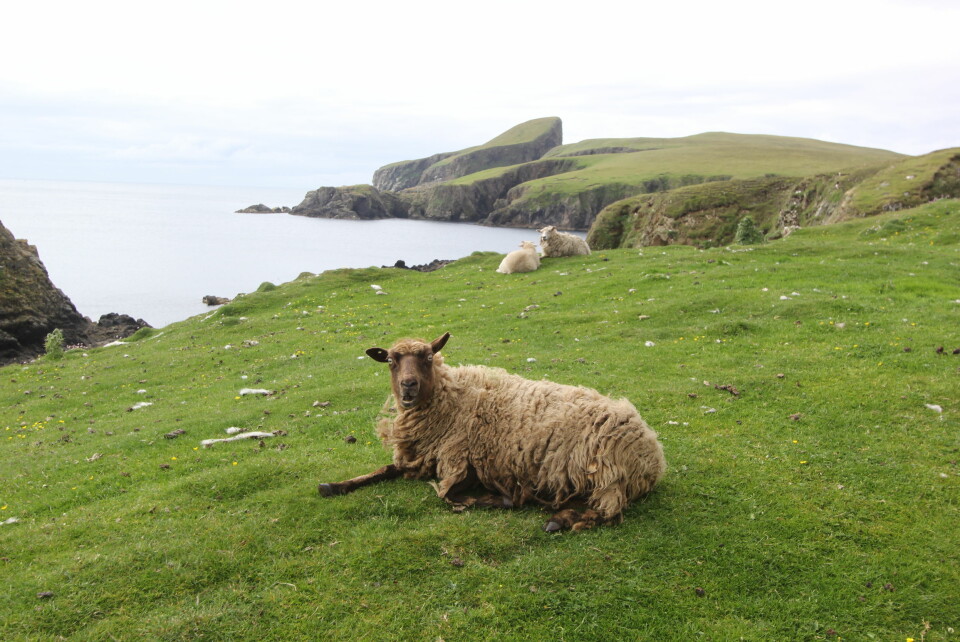 FAIR ISLE: 60 mennesker, tusenvis av sauer og millioner av sjøfugl holder til på den lille øya Fair Isle mellom Shetland og Orknøyene.