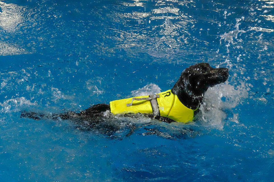 Hundevester støtter blindesaken