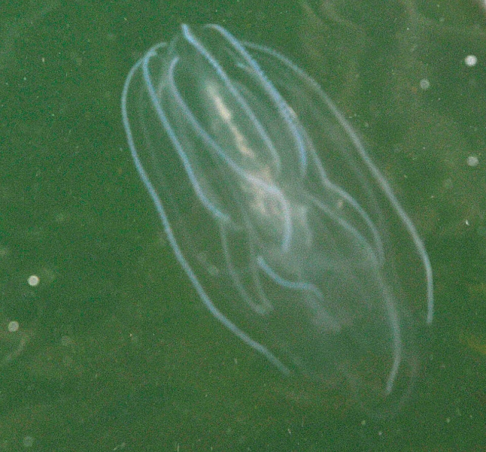 Fremmede maneter