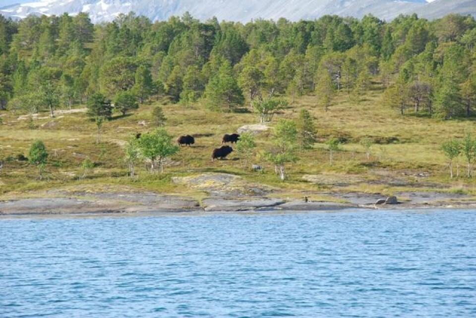 MOSKUS går fritt på Ryøy. Etterpå fikk vi vite at lokalbefolkninga knapt tør å gå i land der...