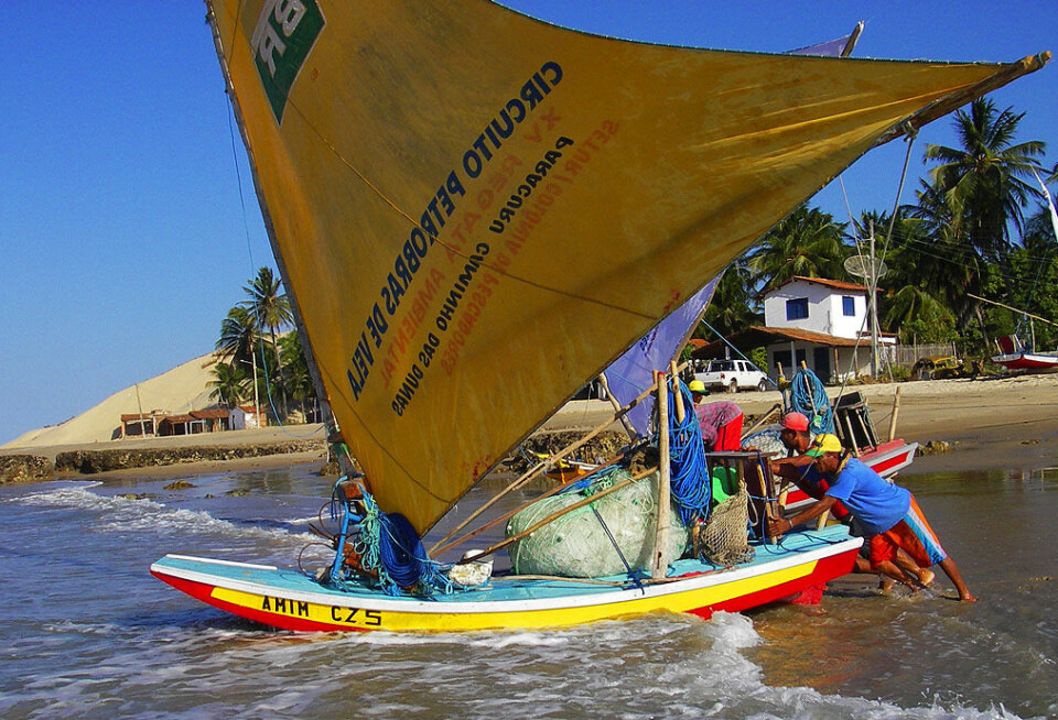 Det er tett med Jangadasflåter i Paracuru. I fiskebyen arrangeres det også regatta med disse flåtene.