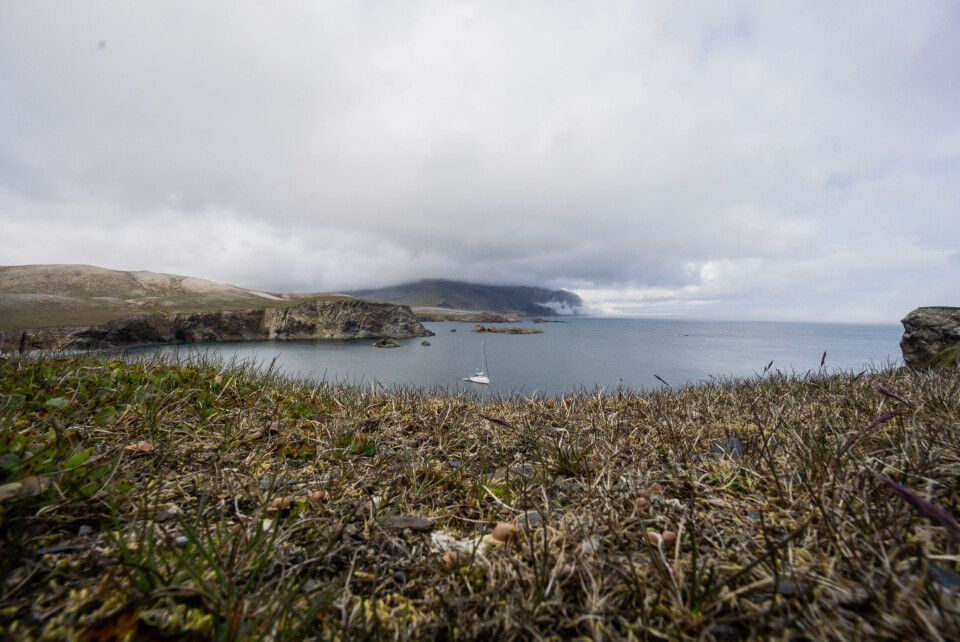 BJØRNØYA: «Pelagic» til anker utenfor Bjørnøya, ekspedisjonens mål.