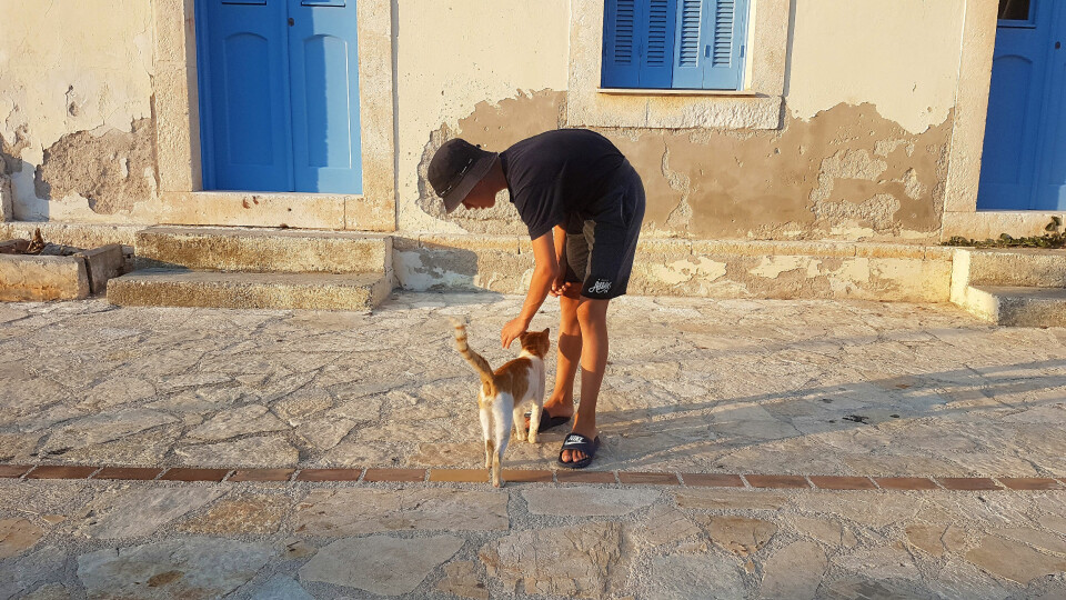 VENNER: Guttene våre elsker katter. I Hellas er det mange av dem, og de ble fort venner.