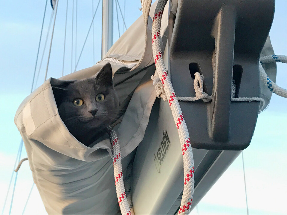 CERVEZA: Katten Cerveza har levd hele sitt liv om bord i «Alaya» og yndlingsplassen er oppe i lazy-bagen.