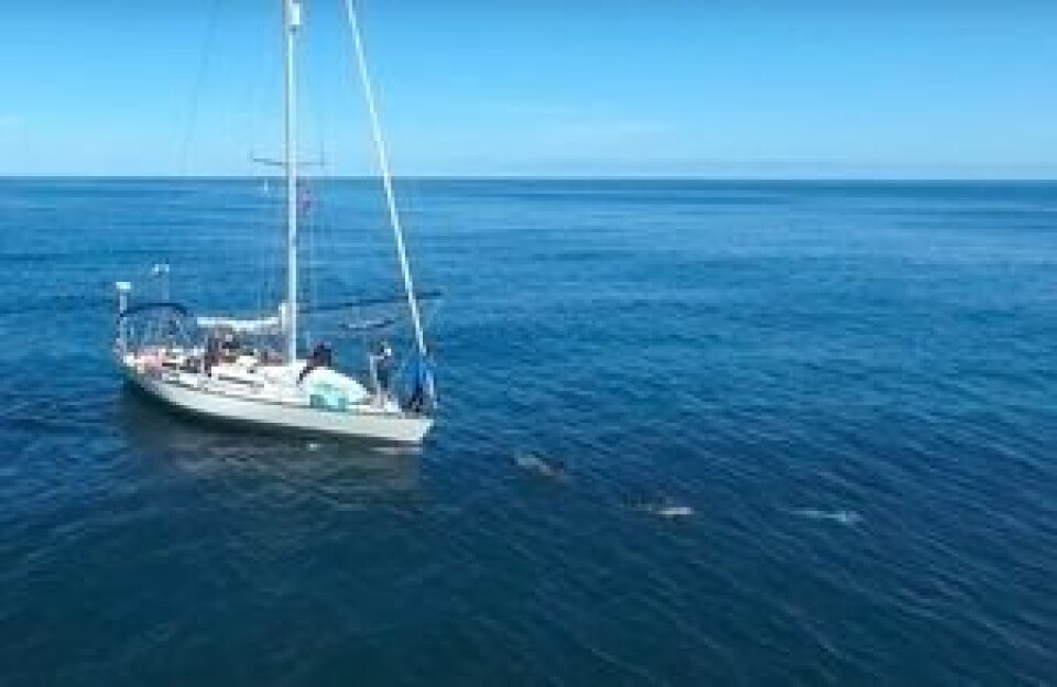 DRONE: Gutta fikk filmen båten med delfiner fra luften.