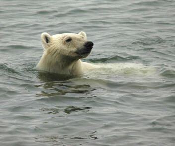 NATUR: Isbjørn var en del av hverdagen i polarisen. 