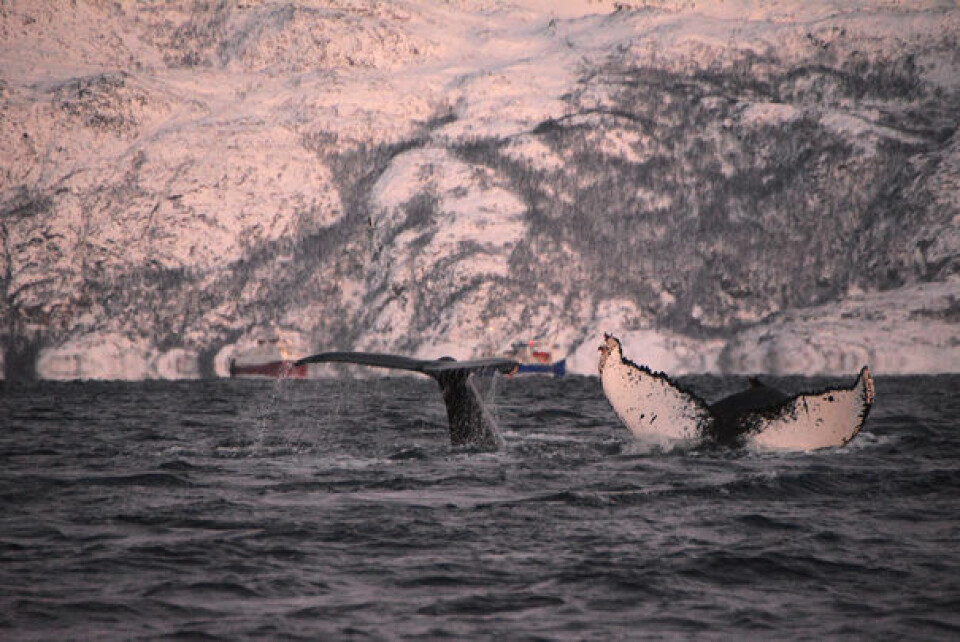 HVAL: Å oppleve hval på nært hold er et mektig skue.