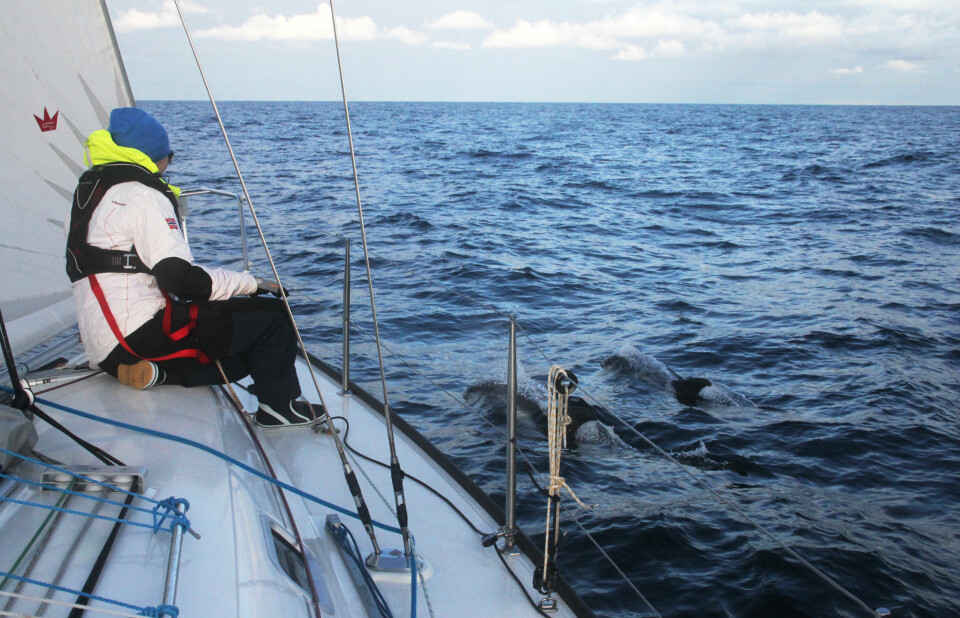 SELSKAP: Det er ikke alltid slitsomt å være på tur. Maja får besøk av nye delfinvenner.