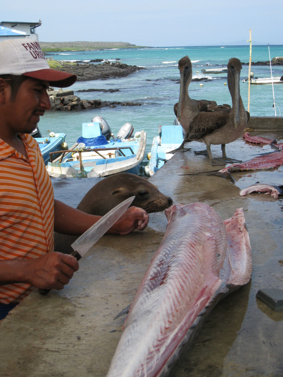 ALLE FÅR: En harmonisk dag hos fiskehandleren på Galapagos. ALLE FÅR: En harmonisk dag hos fiskehandleren på Galapagos.