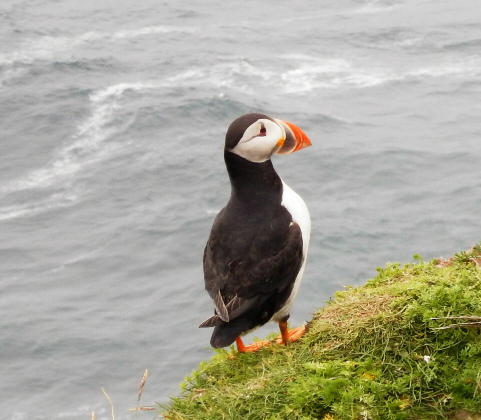 LUNDEFUGL: Det er fortsatt fugleliv på Shetland-øyene.