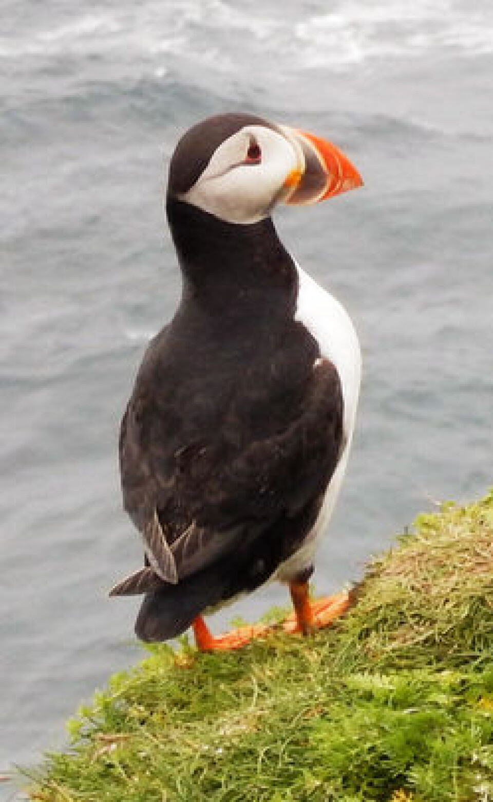 LUNDEFUGL: Det er fortsatt fugleliv på Shetland-øyene. LUNDEFUGL: Det er fortsatt fugleliv på Shetland-øyene.