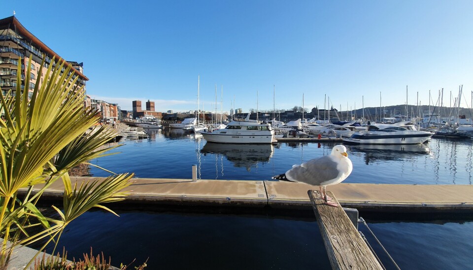 IKKE SYDEN: Midt i februar lå Aker brygge badet i solskinn, og båtlivet var i gang i Oslo.