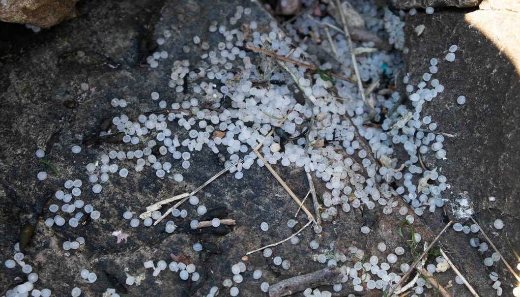 PLASTPELLETS: Slike plastpellets ble nylig funnet i store mengder ytterst på Hurum-landet i Asker.