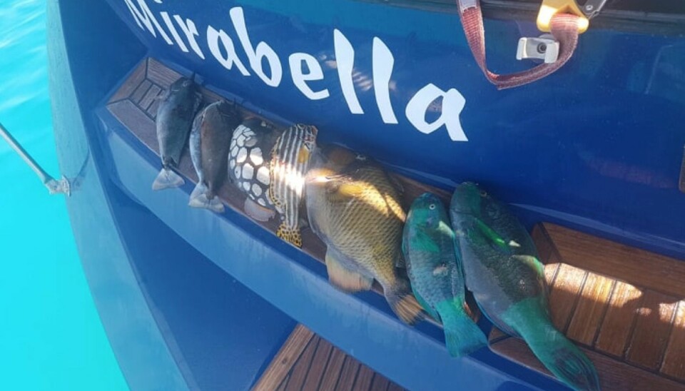 Mirabella melder om at det blir mye harpunfiske, der de ligger i karantene i Maldivene. Den eksotiske fangsten er jo underholdning i seg selv.