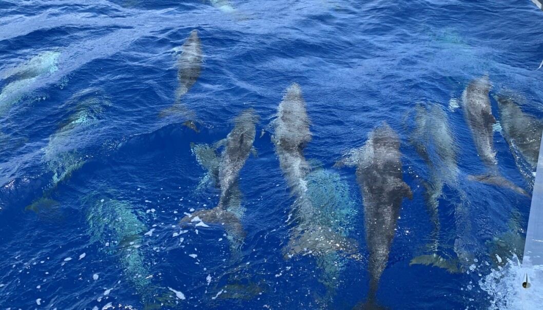 Yrende liv i havet! Et mylder av delfiner fulgte oss foran baugen da vi var fremme på dekk og luftet oss. Herlig!