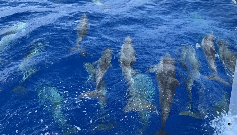 Yrende liv i havet! Et mylder av delfiner fulgte oss foran baugen da vi var fremme på dekk og luftet oss. Herlig!
