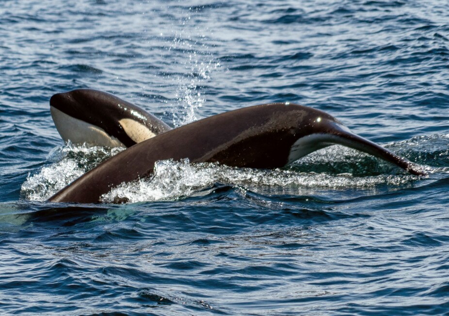 Barnefamilie reddet etter spekkhuggerangrep