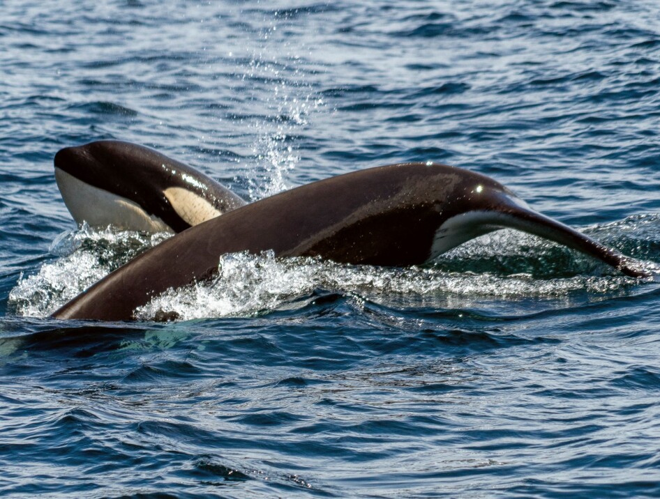 Barnefamilie reddet etter spekkhuggerangrep