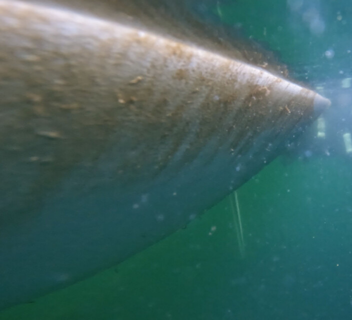 BIOFILM: Det var opp mot vanlinnjen det grodde mest. BIOFILM: Det var opp mot vanlinnjen det grodde mest.