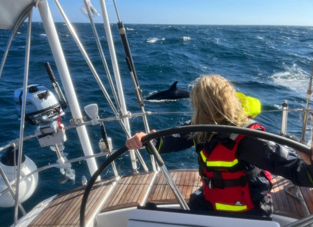 LUSKER: Paret ombord «Bianca» prøvde forgjeves å drive spekkhoggerne vekk. LUSKER: Paret ombord «Bianca» prøvde forgjeves å drive spekkhoggerne vekk.