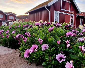 IDYLL: Det blomstrer fremdeles langs kysten. IDYLL: Det blomstrer fremdeles langs kysten.