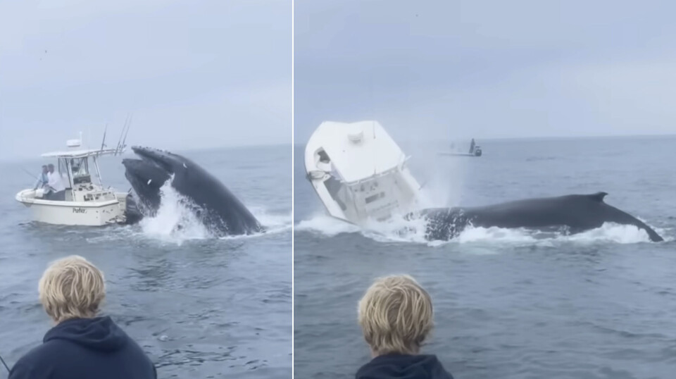 DRAMATISK: Video fra hendelsen viser to menn bli slynget uskadd ut i vannet. DRAMATISK: Video fra hendelsen viser to menn bli slynget ut i vannet.