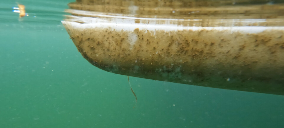 Gjør undervannskroget klart for høsten