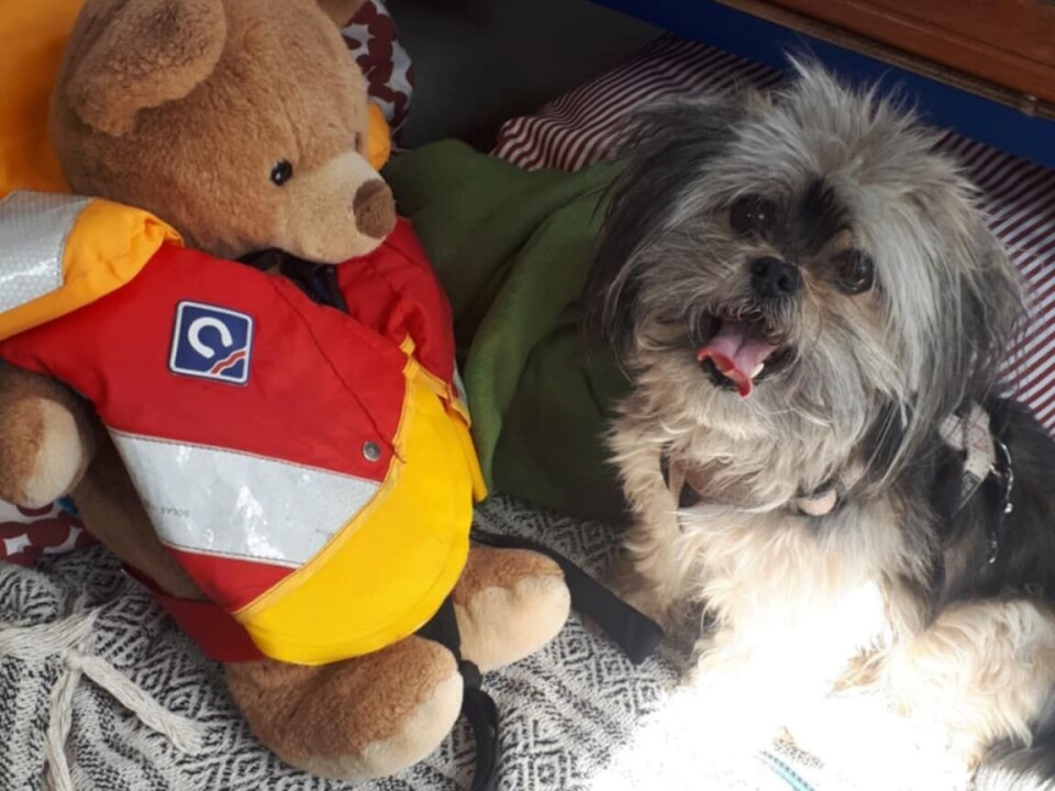 BÅTBAMSE: I en årrekke har vår kjære maskot Frisk vært med seilende familier på sommerferie. Snart skal han starte båtferien med onkel, barn og hund i en IF.