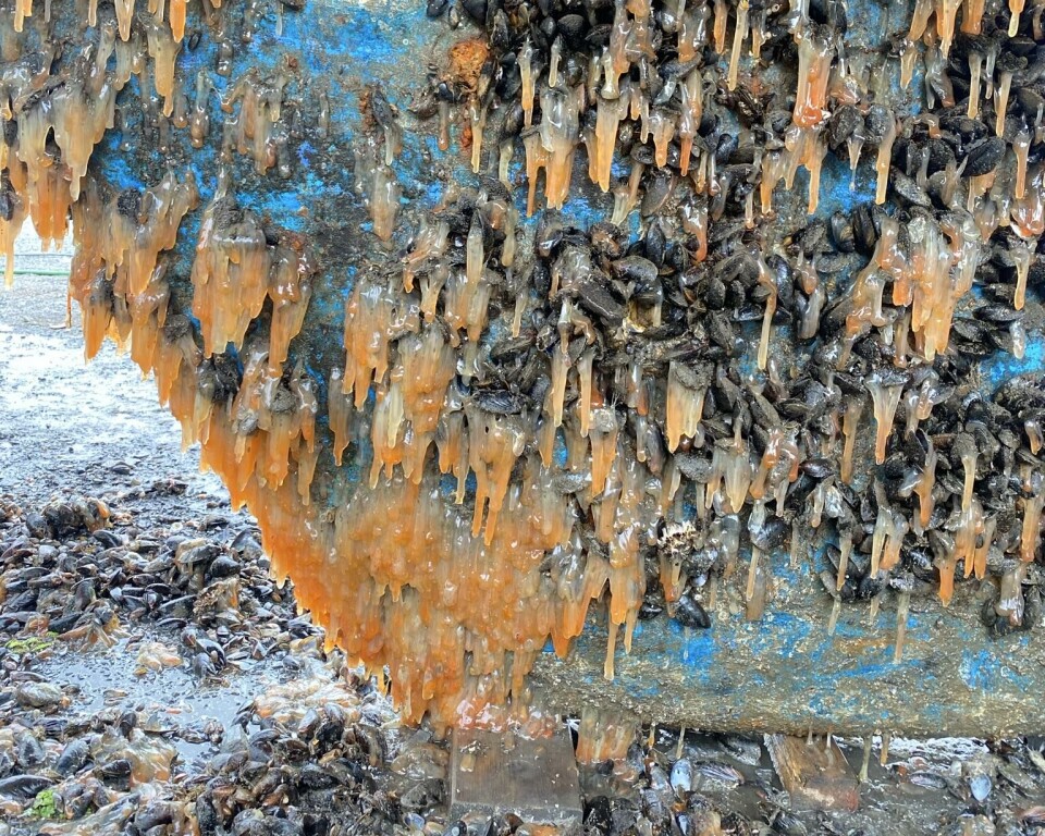 GROE: Turen hjem fra Kragerø gikk trekt på grunn av lite vedlikehold. GROE: Turen hjem fra Kragerø gikk trekt på grunn av lite vedlikehold.