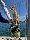 Stripete katt står på en seilbåt med hav og blå himmel bak.