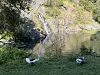 TO AV HUNDRE: Her ses Ølandsgås i Slotsskogens djurpark. Det finnes bare 100 gjenlevende fugl av denne i verden.