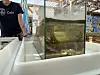 Glassakvarium med fisk i en butikk, med en person i svart T-skjorte til venstre.
